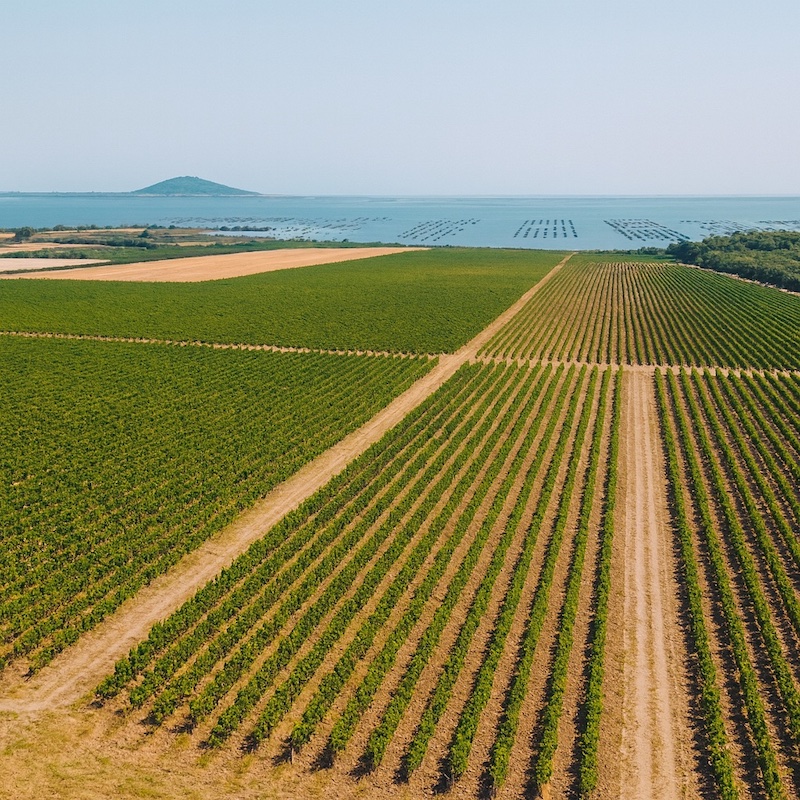 Mèze & Montagnac — виноградники