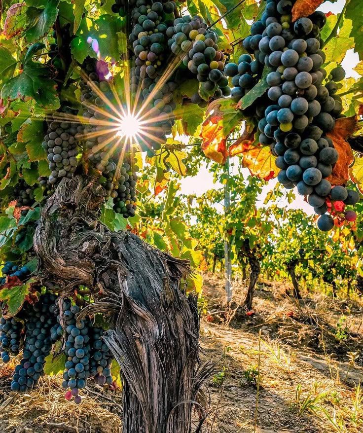 Sud de la France — mer et vignobles